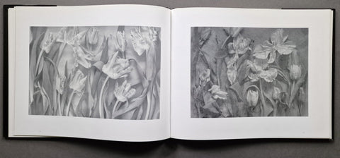 The Stilled Gaze - Setanta Books