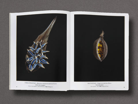 Seed Stories Limited Edition with Choice of 2 Prints