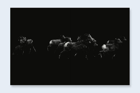 Tin Lizards - Setanta Books