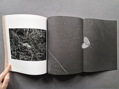 What the Rain Might Bring - Setanta Books