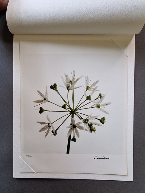 Wild Flowers - Setanta Books