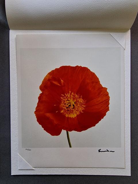 Wild Flowers - Setanta Books