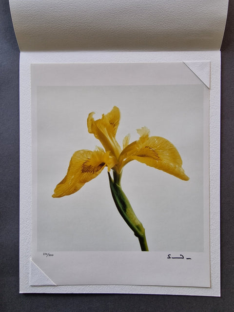 Wild Flowers - Setanta Books