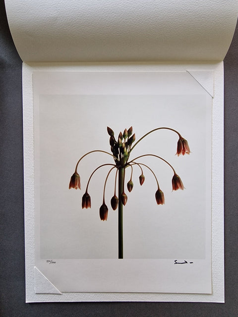 Wild Flowers - Setanta Books