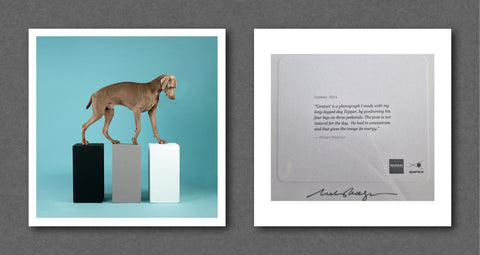 William Wegman Magnum Square Prints - Setanta Books