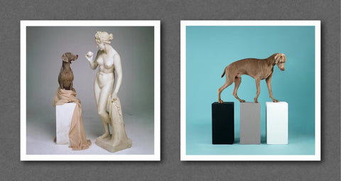 William Wegman Magnum Square Prints - Setanta Books