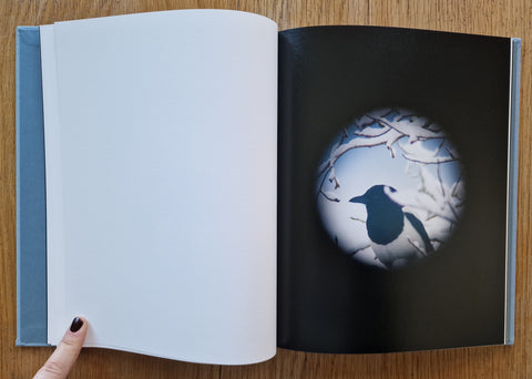 Dreams of Birds