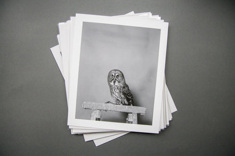 Parliament of Owls Portfolio Box