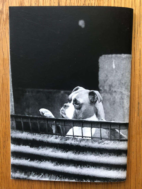 Puppy Farming Wales 1980s
