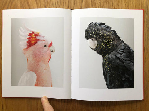 Des Oiseaux