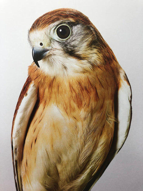 Des Oiseaux