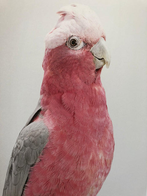 Des Oiseaux