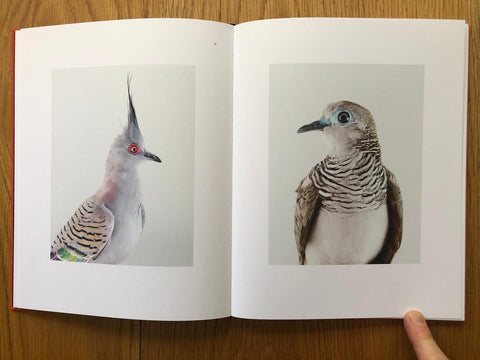 Des Oiseaux