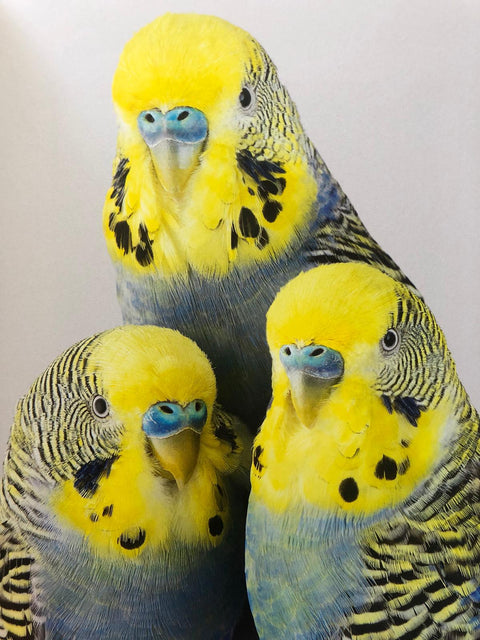 Des Oiseaux