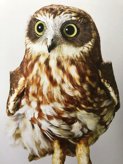 Des Oiseaux