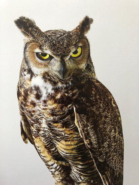 Des Oiseaux