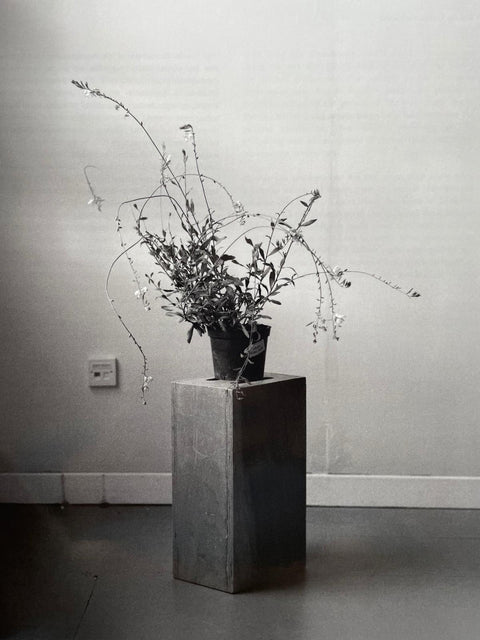 Studio Portraits