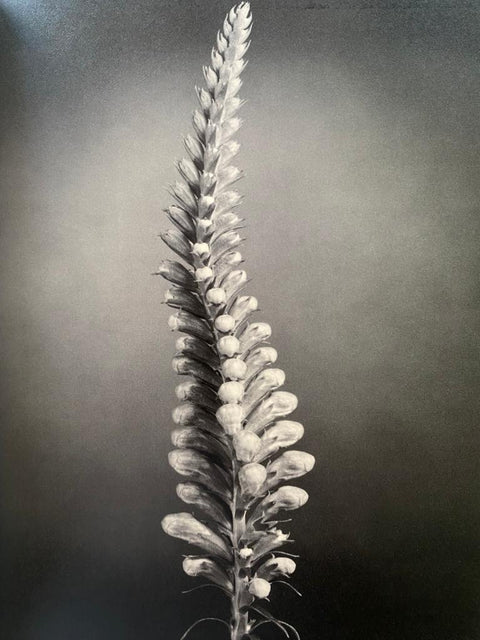 Botanica