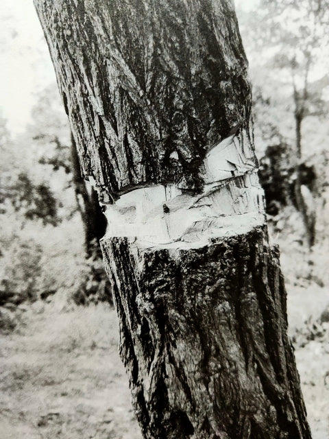 Treevia