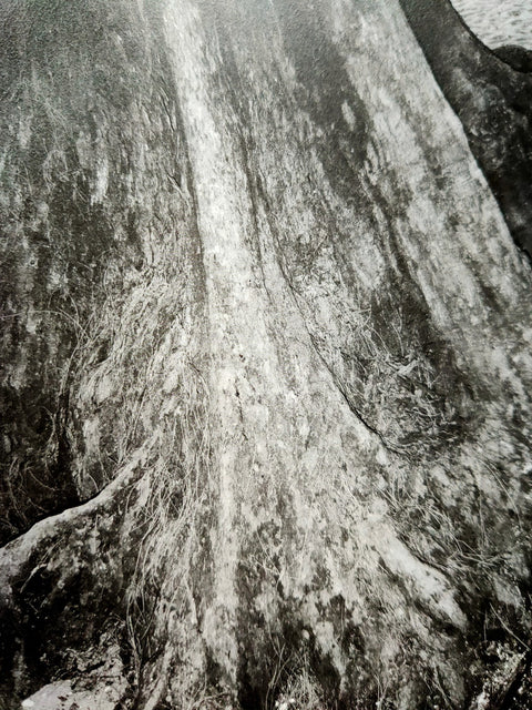 Treevia