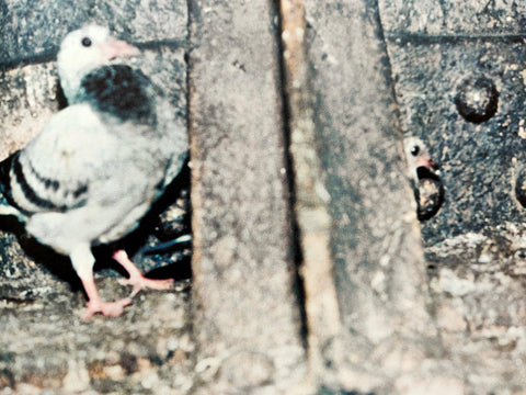 Pigeons