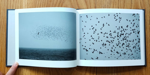 Murmuration