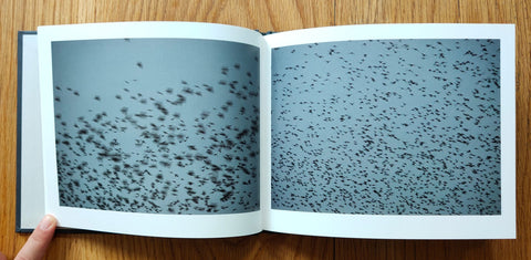 Murmuration