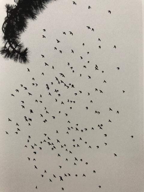 Des Oiseaux