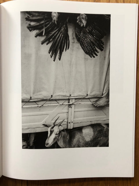 Des Oiseaux