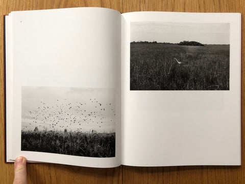 Des Oiseaux