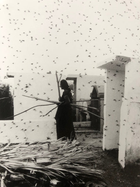 Des Oiseaux