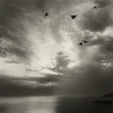 Des Oiseaux