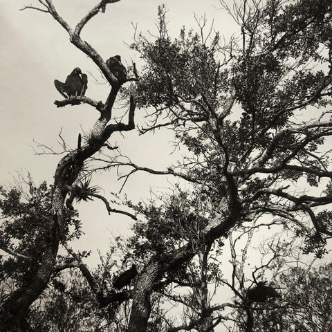 Des Oiseaux