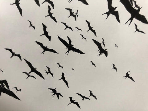Des Oiseaux
