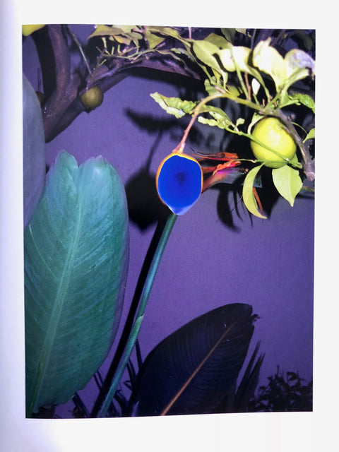 Heliotrope