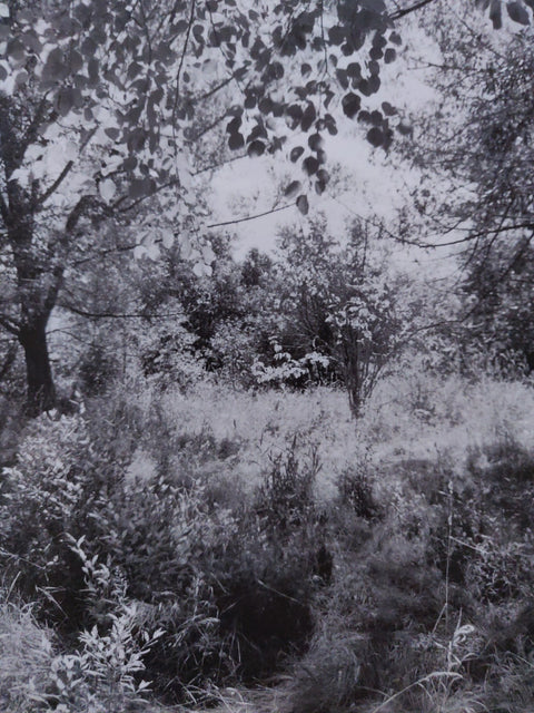 Pine Valley