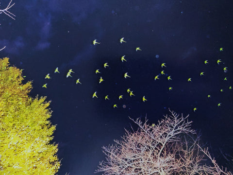 Des Oiseaux