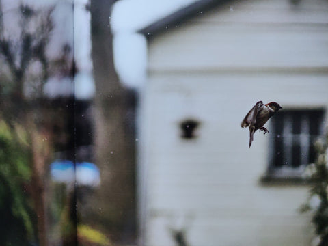 Des Oiseaux