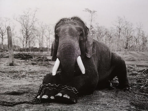 Disorder: Prix Pictet