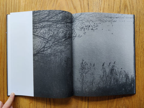 Des Oiseaux