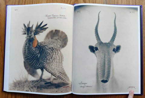 Pictorial Zoology