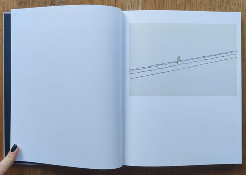 Des Oiseaux