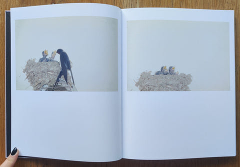 Des Oiseaux