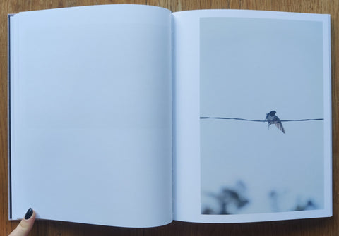Des Oiseaux