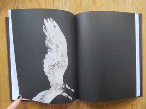 Des Oiseaux