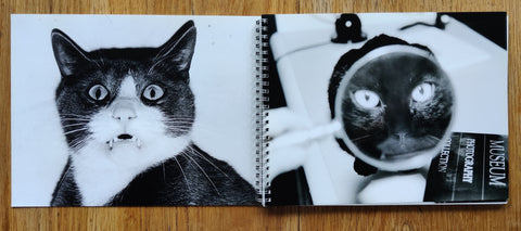 Cats and Dogs