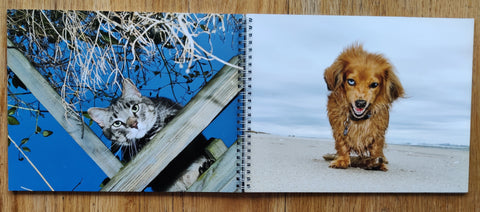Cats and Dogs