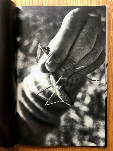 Mantis