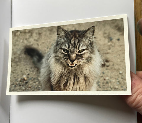 Lion King (One Picture Book)