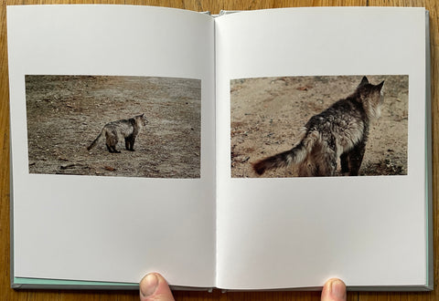 Lion King (One Picture Book)